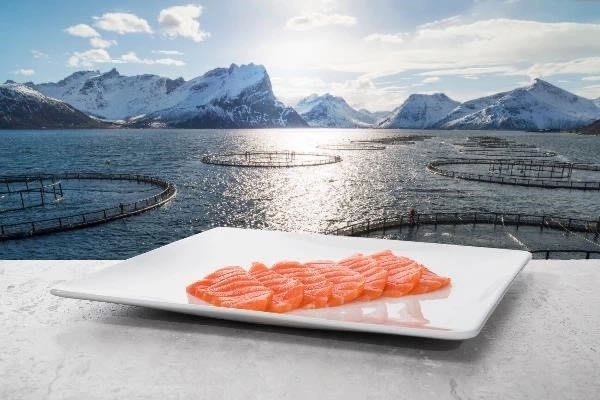 挪威三文鱼养殖业几近“无抗”(图3)