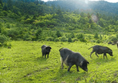奥太农牧色湾藏香猪：天然好牧场，自然好味道